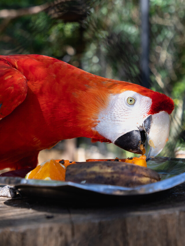 Conheça o MiniZoo de Canoas