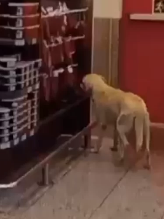 Cachorra invade mercado em NH para pegar linguiça e é flagrada