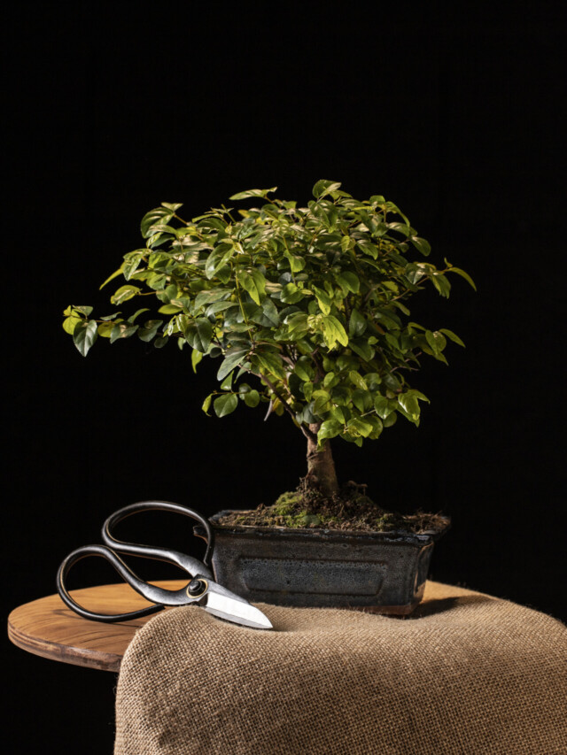 3 dicas para aprender como cuidar de um bonsai