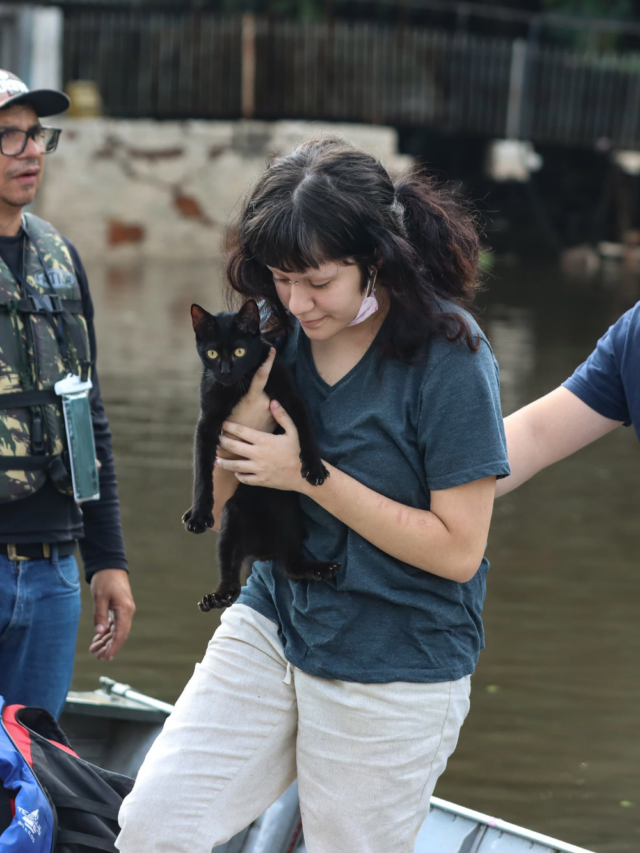 Gatos pegam leptospirose? Entenda os sintomas