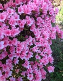 Mini_pink_azaleas_in_Maryland