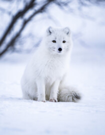 raposa-do-artico na neve