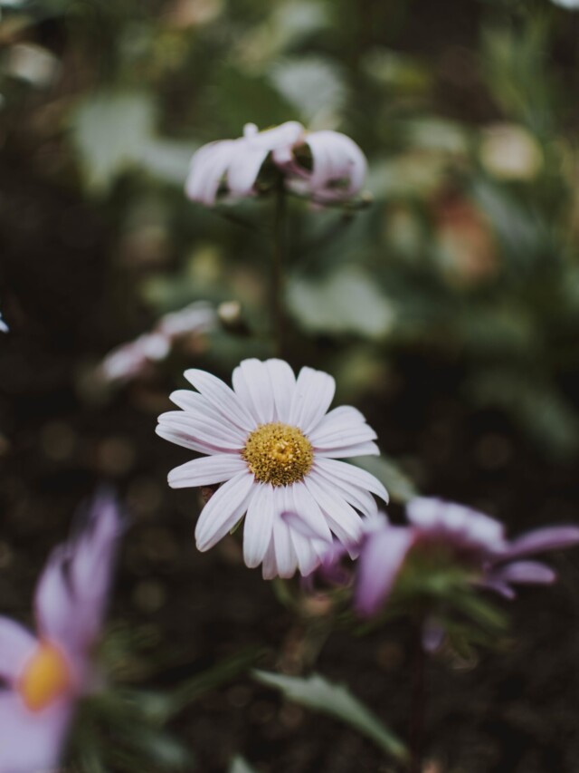 3 plantas que esperam a vida toda apenas para florescer