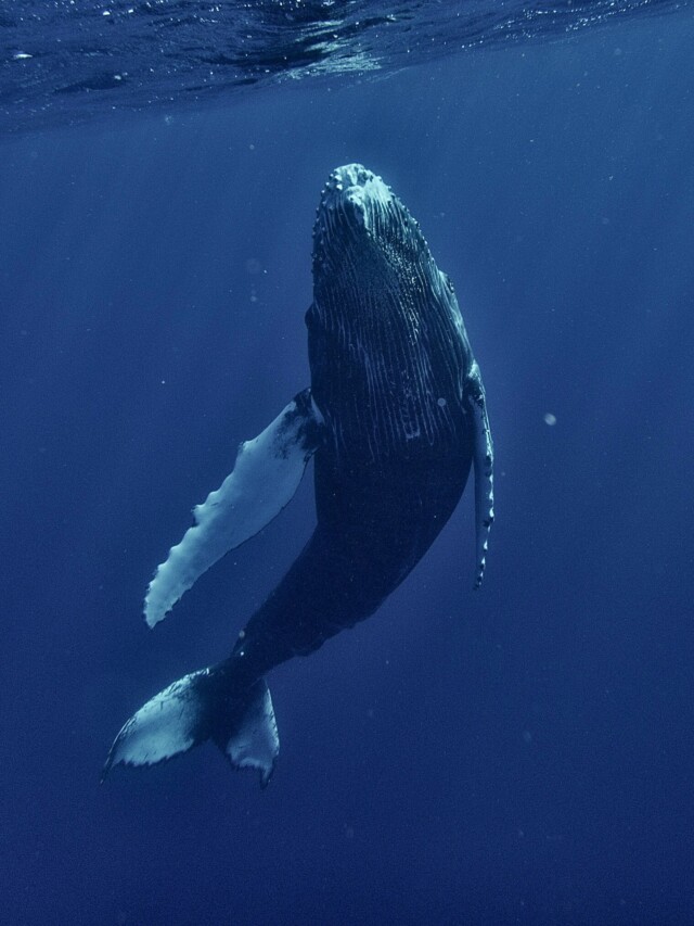 Vídeos: conheça 7 criaturas marinhas