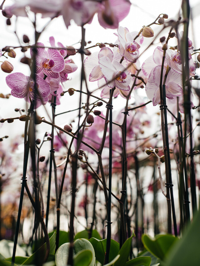 Cidades do RS que todo amante de flores precisa visitar