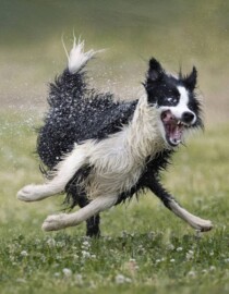 Concurso premia as fotos mais engraçadas de pets e resultado é hilário