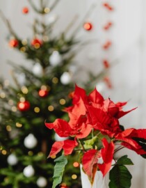 As melhores plantas para decorar a casa no Natal e o que significam