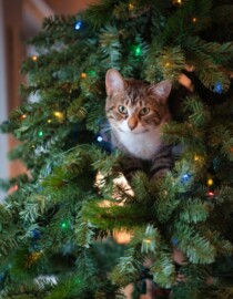 O segredo para o seu gato parar de destruir a árvore de Natal