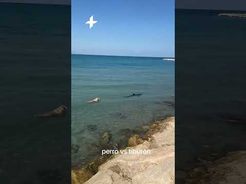 Cachorro enfrenta tubarão e encontro tem final inesperado